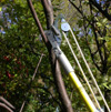 Long-arm pruner ; � Pascale Maynard, Jardin botanique de Montr�al