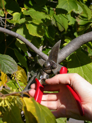 hand secateur ; � Pascale Maynard, Jardin botanique de Montr�al