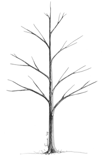 Fig. 10 - Ideal structure