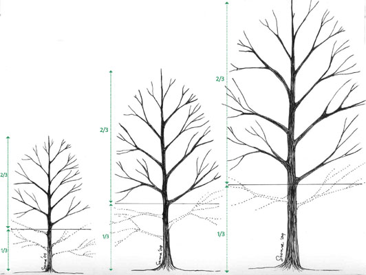 Fig. 12 - Height to the base of the crown