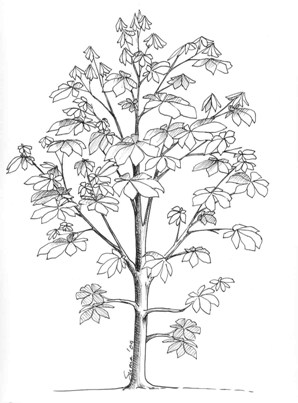 Fig. 13 - Temporary branches
