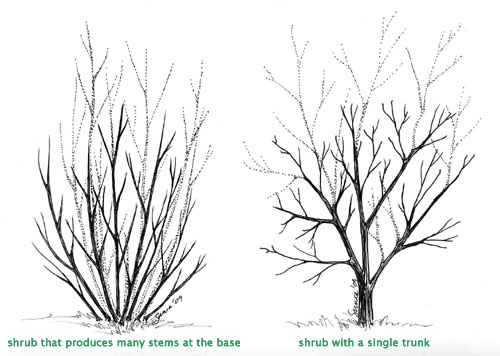 Fig. 14 - Renewal pruning