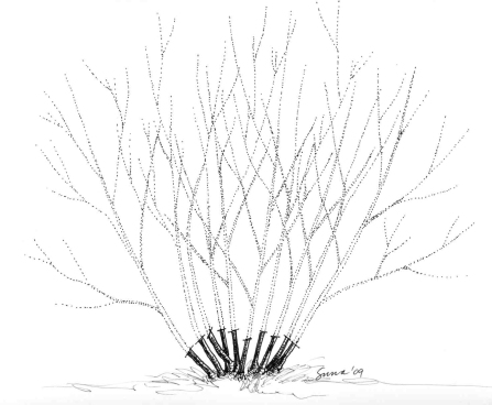 Fig. 15 - Rejuvenation