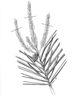 Figure 16 -  Pruning Whorl-branched conifers