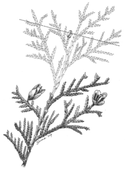 Figure 17 - Pruning Random-branched conifers