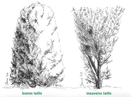 Figure 18 - Haies taillées (haies formelles ou régulières)