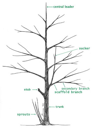 Figure 1 - Tree Structure 