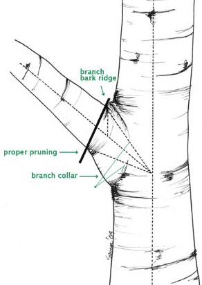 Figure 2 - Removing a branch near the trunk