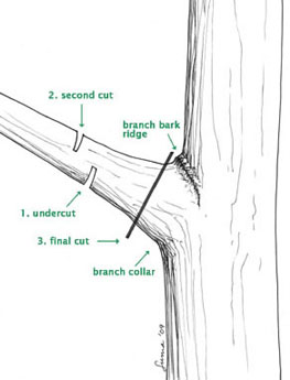  Figure 3 - Removing a large branch