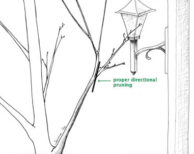  Figure 4 - Directional pruning