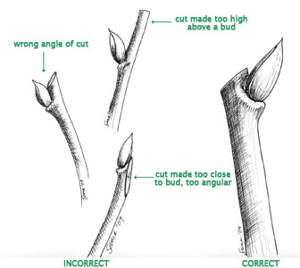  Figure 5 - Trimming back a branch or twig