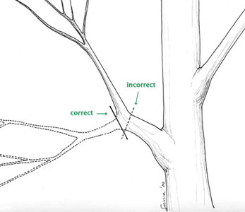  Figure 6 - Pruning with sap drawer