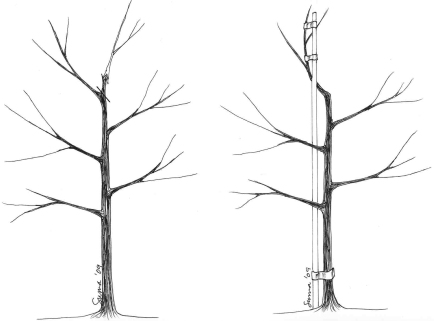 Fig. 8 - Replacing a damaged leader (with stake)