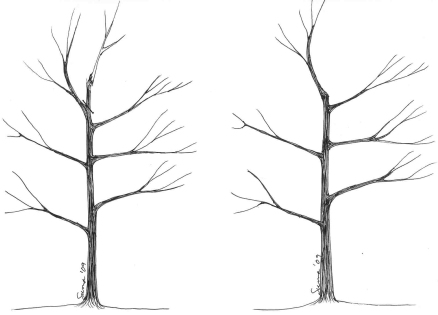 Fig. 9 - Replacing a damaged leader (without stake)