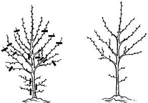 Taille de formation des arbres - avant et aprs