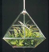 Terrarium