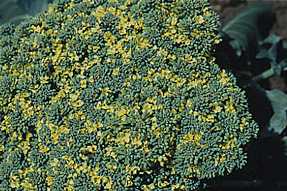 brocoli