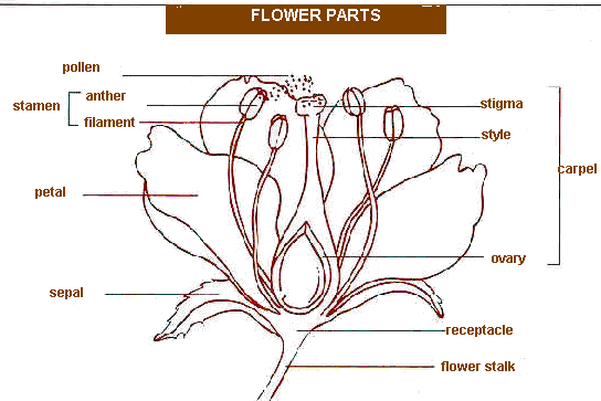 Flower Morphology