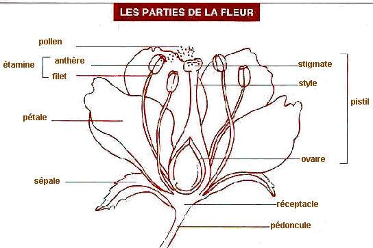 morphologie de la fleur