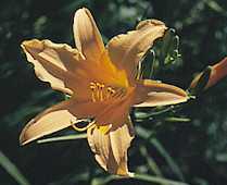 Fleur d'h�m�rocalle (Hemerocallis)