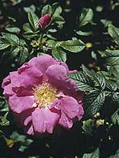 Rosa canina