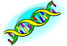ADN