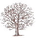 arbre