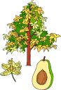 Avocatier