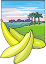 La banane vient des pays tropicaux