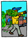 Les bananes sont cueillies vertes