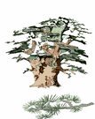 C�dre du Liban