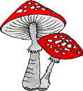 Des champignons attrayants mais dangereux?