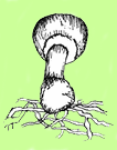 Le chapeau du champignon et son mycelium