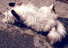Une chatte r�ceptive