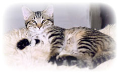 Un chat adorable !