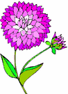Dahlia