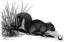 écureuil