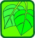 Des feuilles