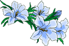 Fleurs bleues