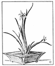 Ikebana