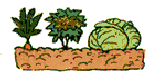 Jardin potager