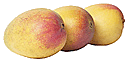 Les mangues sont cueillies vertes mais elles m�rissent pour atteindre une belle couleur rouge ou jaune selon le cultivar.