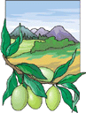 La mangue vient des pays tropicaux