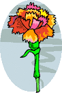 Oeillet