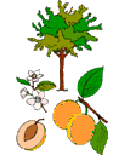 Le p�cher est un arbre du genre Prunus