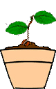 On arrose bien et on met à la lumière jusqu'à ce que la plantule sorte ses premières feuilles