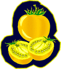 Tomate jaune issue de la pollinisation de la fleur