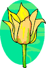 Tulipe jaune