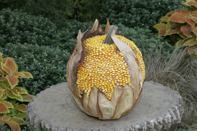 Citrouille 11