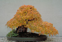 �rable du Japon